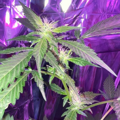 OG Kush growlog timeline photo