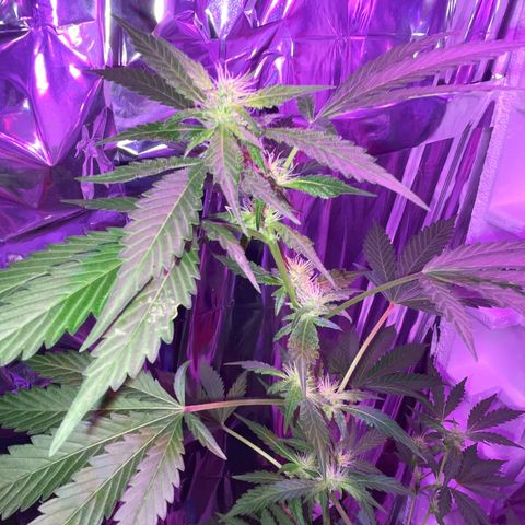 OG Kush growlog timeline photo