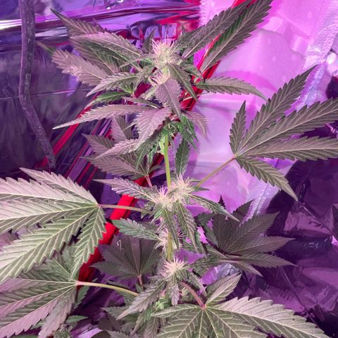 OG Kush growlog timeline photo