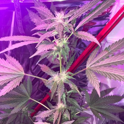 OG Kush growlog timeline photo