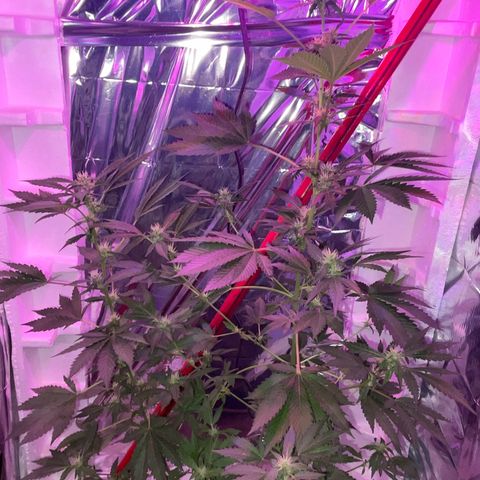 OG Kush growlog timeline photo