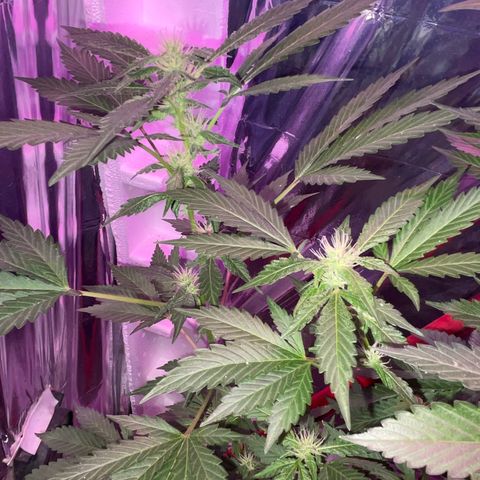 OG Kush growlog timeline photo