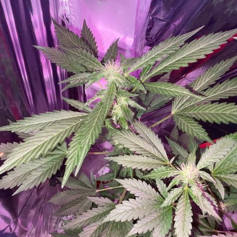 OG Kush growlog timeline photo