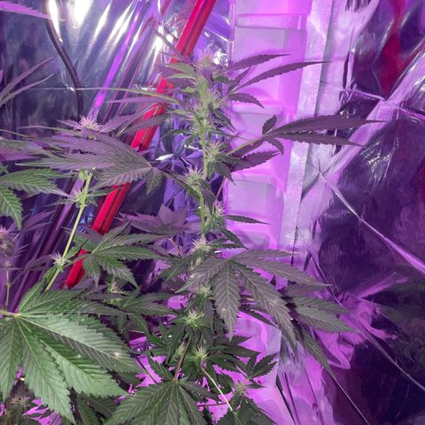 OG Kush growlog timeline photo