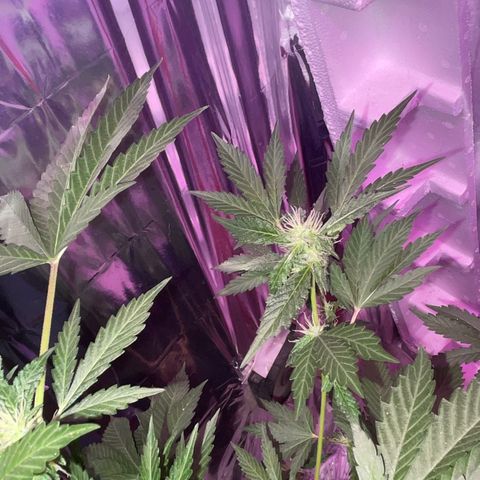 OG Kush growlog timeline photo