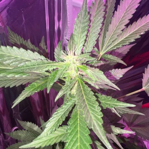 OG Kush growlog timeline photo