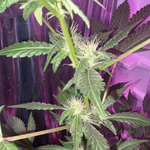 OG Kush growlog timeline photo