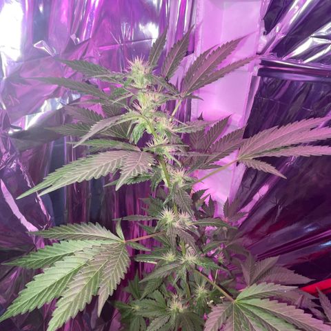 OG Kush growlog timeline photo