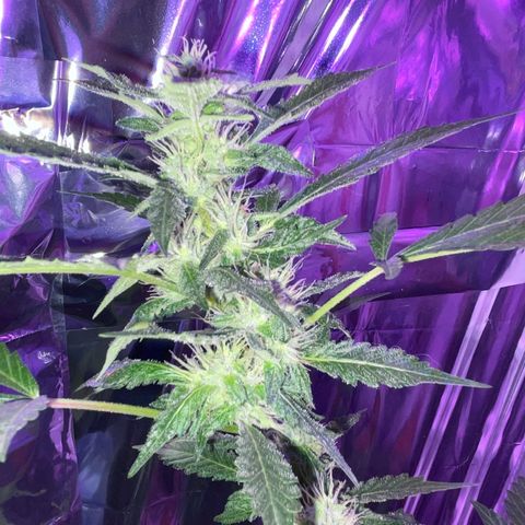 OG Kush growlog timeline photo