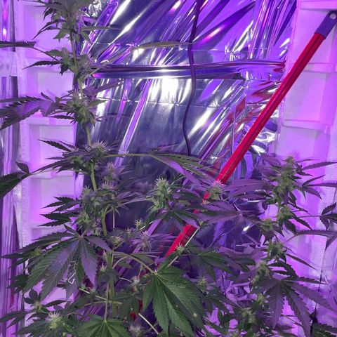 OG Kush growlog timeline photo