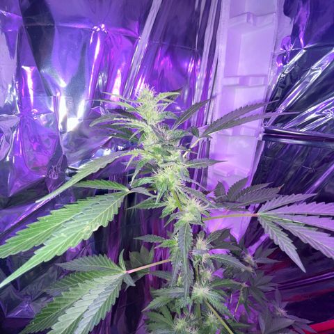 OG Kush growlog timeline photo