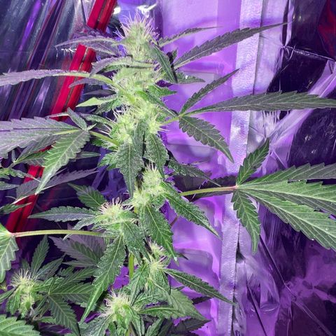 OG Kush growlog timeline photo