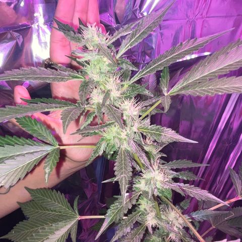 OG Kush growlog timeline photo