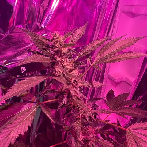 OG Kush growlog timeline photo