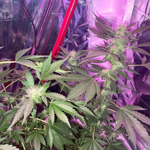 OG Kush growlog timeline photo