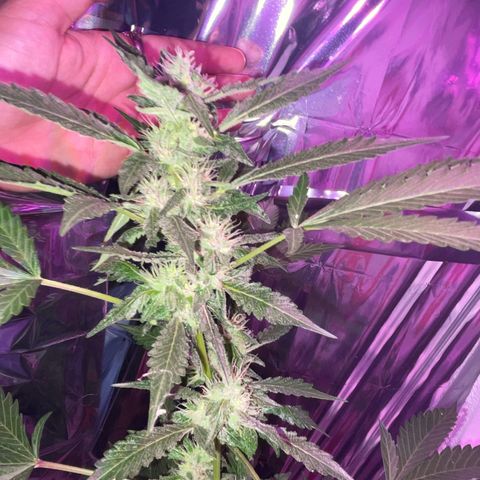 OG Kush growlog timeline photo