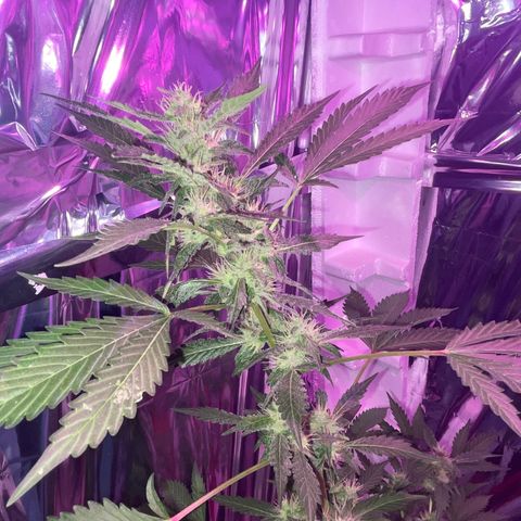 OG Kush growlog timeline photo