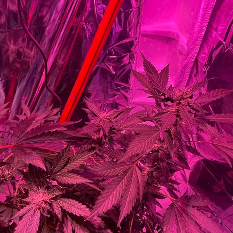 OG Kush growlog timeline photo