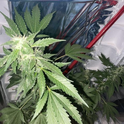 OG Kush growlog timeline photo