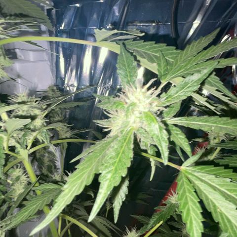 OG Kush growlog timeline photo