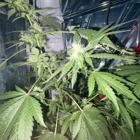 OG Kush growlog timeline photo