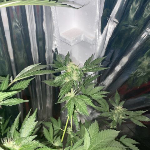 OG Kush growlog timeline photo