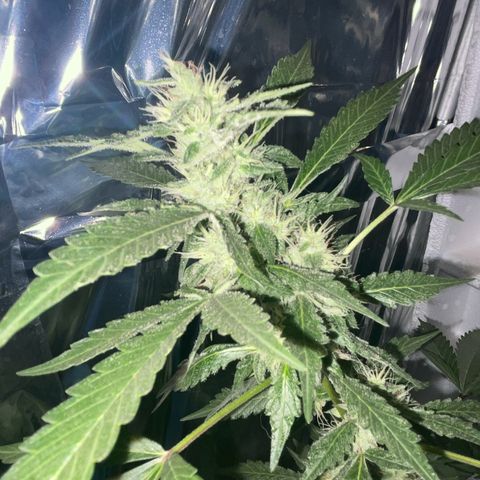 OG Kush growlog timeline photo