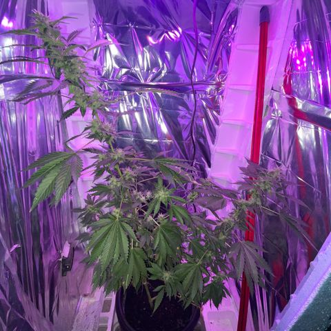 OG Kush growlog timeline photo