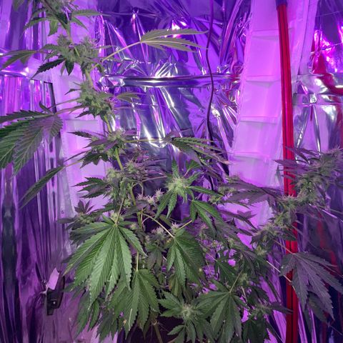 OG Kush growlog timeline photo