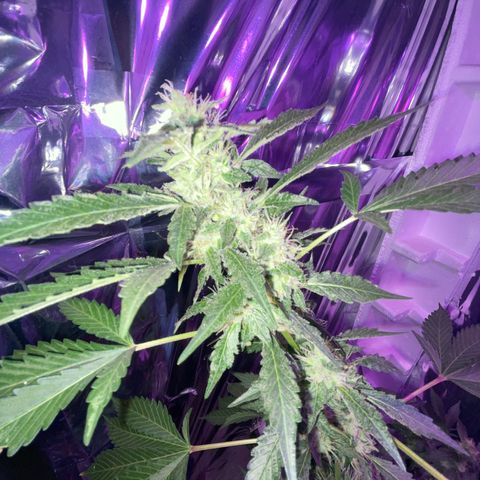 OG Kush growlog timeline photo