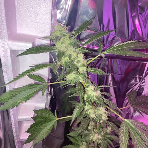 OG Kush growlog timeline photo