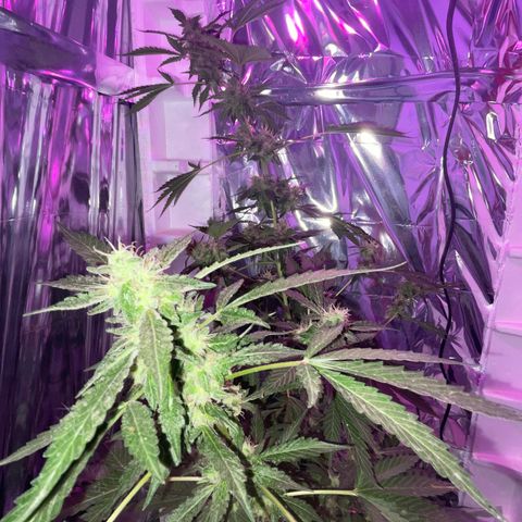 OG Kush growlog timeline photo