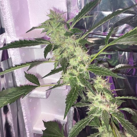 OG Kush growlog timeline photo