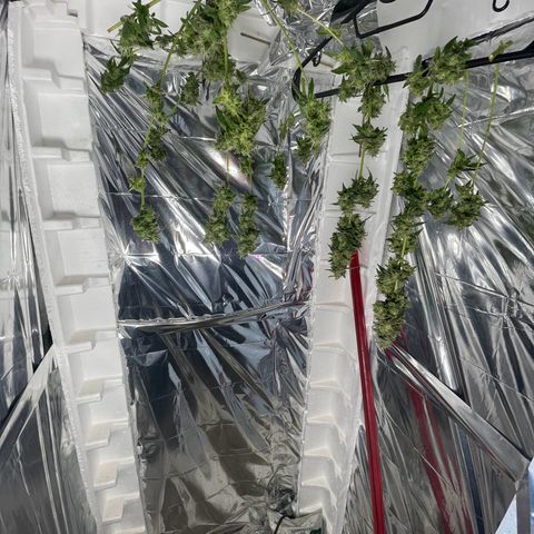OG Kush growlog timeline photo