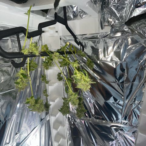 OG Kush growlog timeline photo