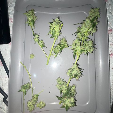 OG Kush growlog timeline photo