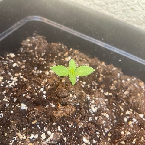 Fastberry growlog timeline photo