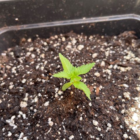 Fastberry growlog timeline photo