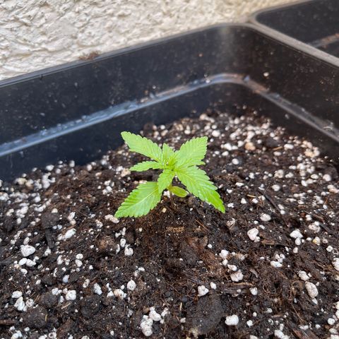 Fastberry growlog timeline photo