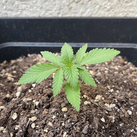 Fastberry growlog timeline photo