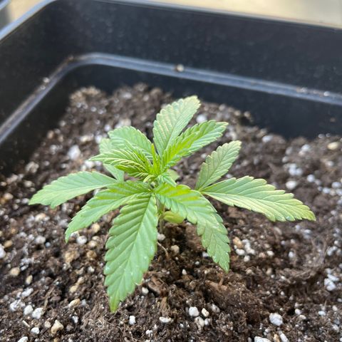Fastberry growlog timeline photo