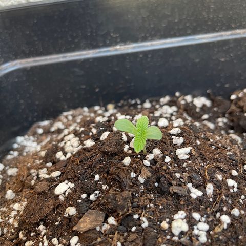 Tangie XXL Auto growlog timeline photo