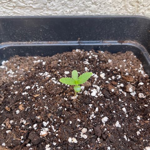 Tangie XXL Auto growlog timeline photo