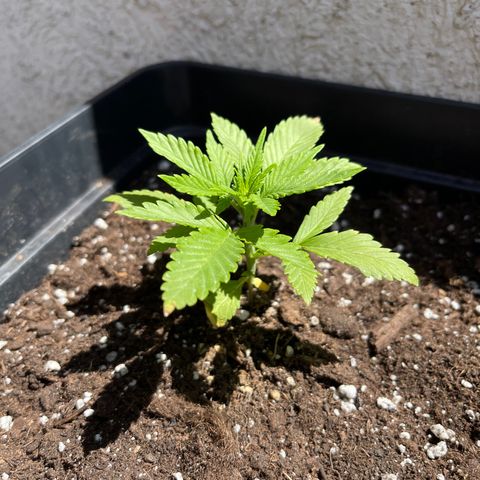 Fastberry growlog timeline photo