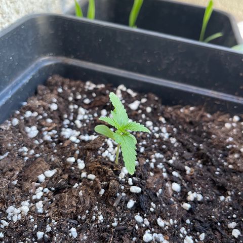 Tangie XXL Auto growlog timeline photo