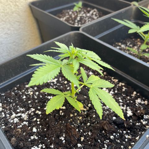Fastberry growlog timeline photo