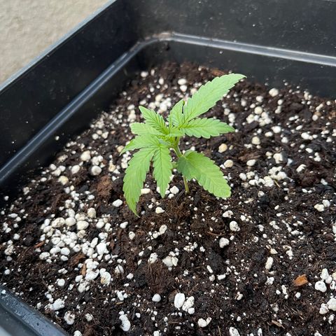 Tangie XXL Auto growlog timeline photo