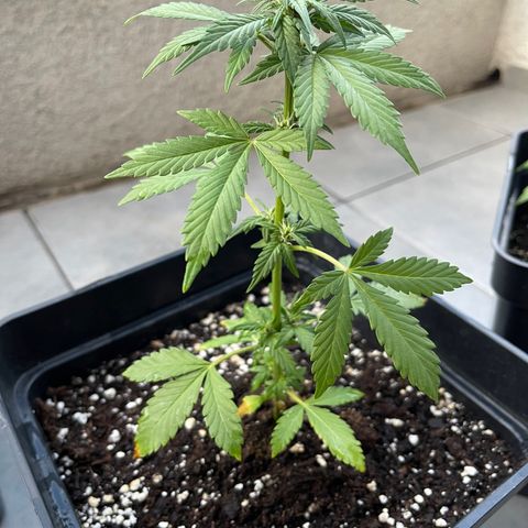 Fastberry growlog timeline photo