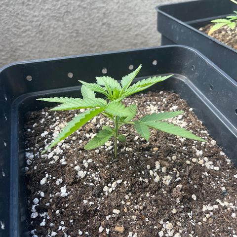 Tangie XXL Auto growlog timeline photo