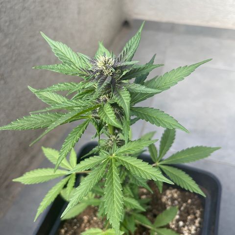 Fastberry growlog timeline photo